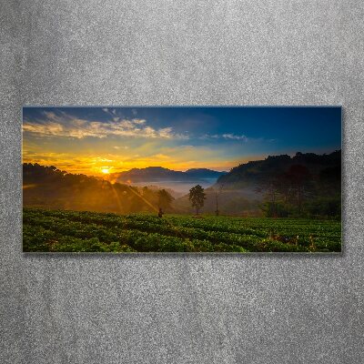 Wall art acrylic Tea plantation