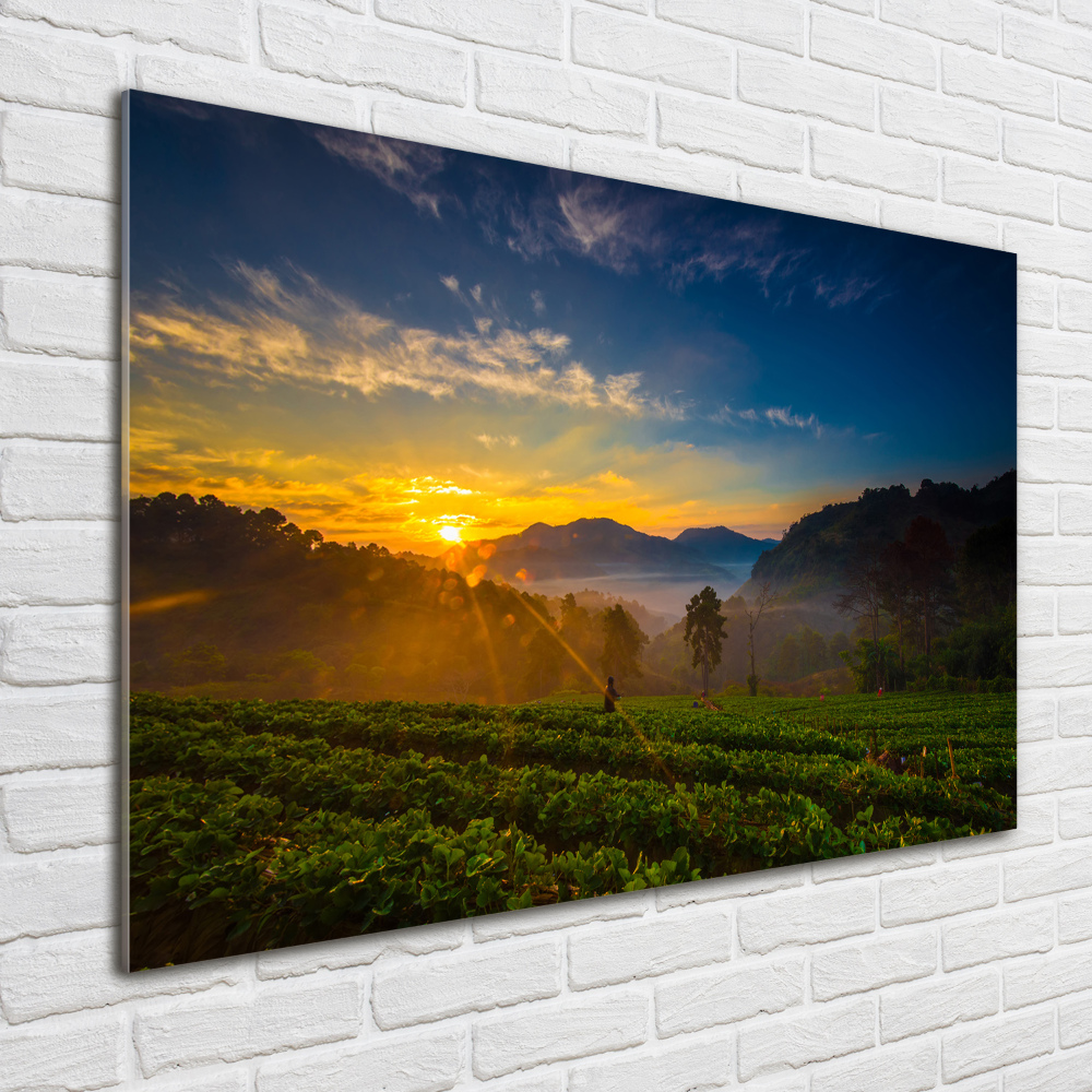 Wall art acrylic Tea plantation