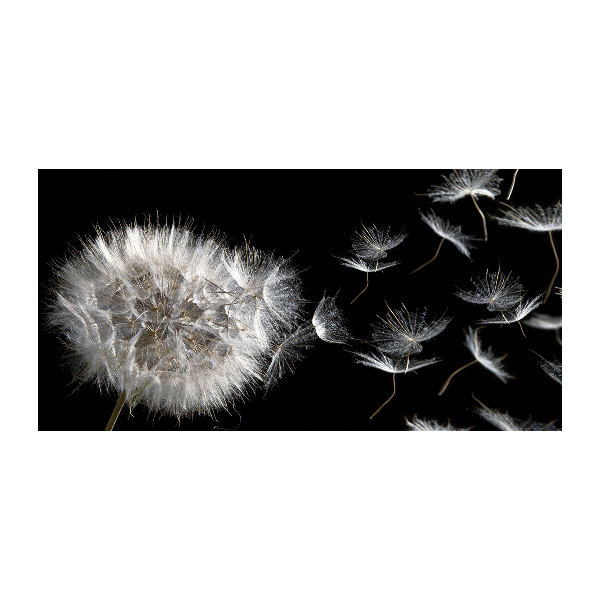 Print on acrylic Dandelion