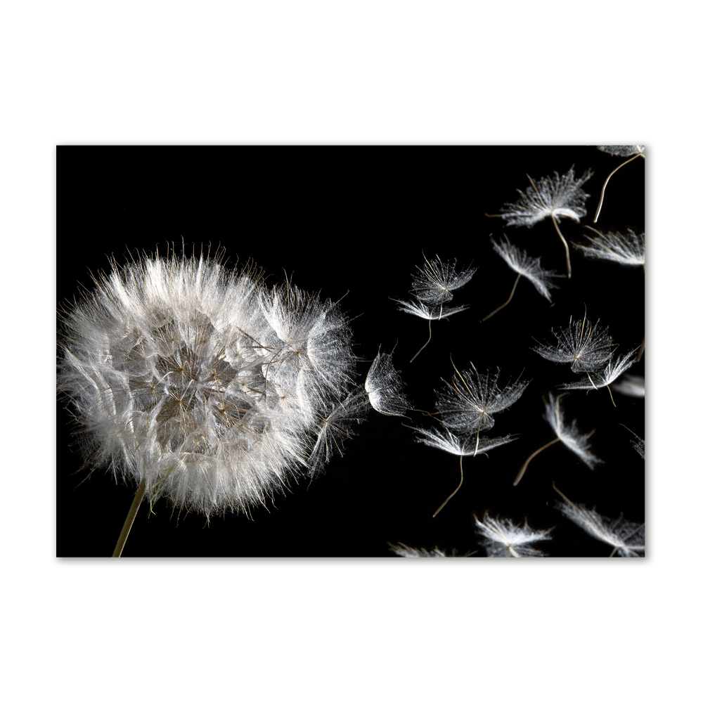 Print on acrylic Dandelion