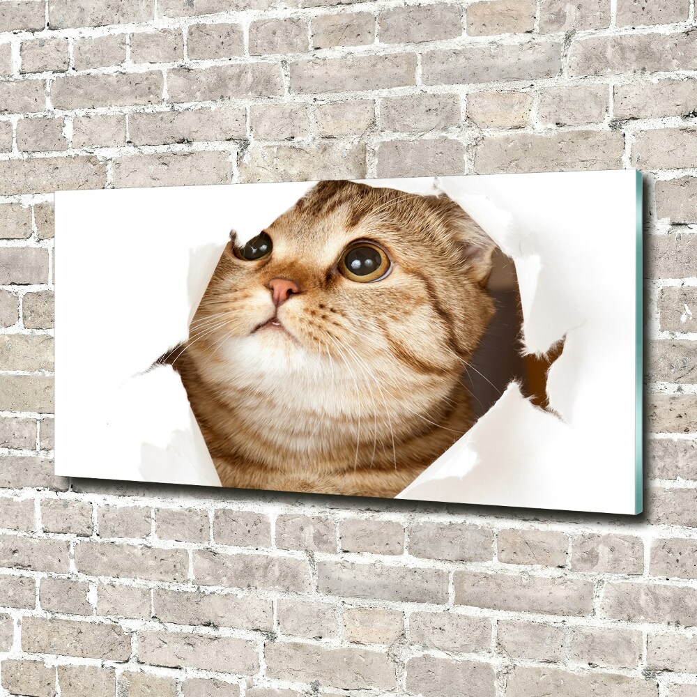 Acrylic wall art Cat