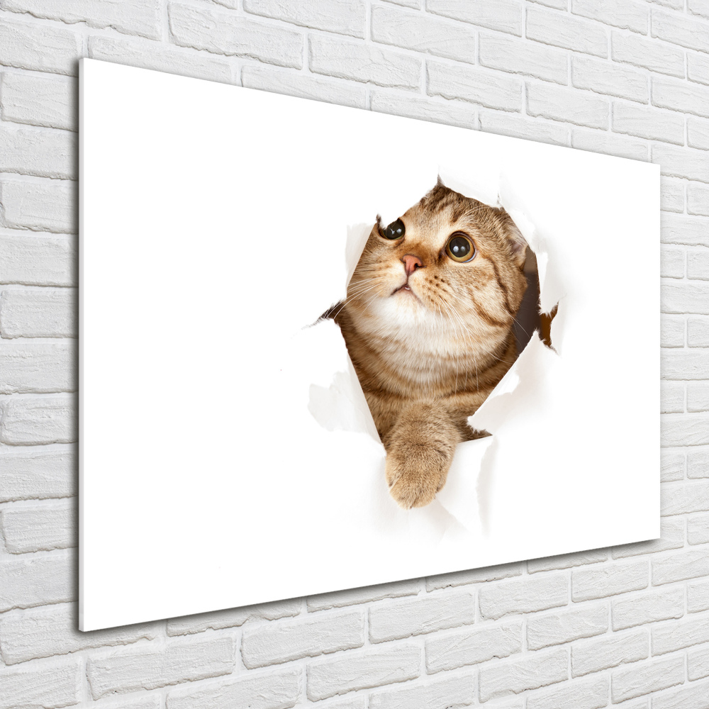 Acrylic wall art Cat