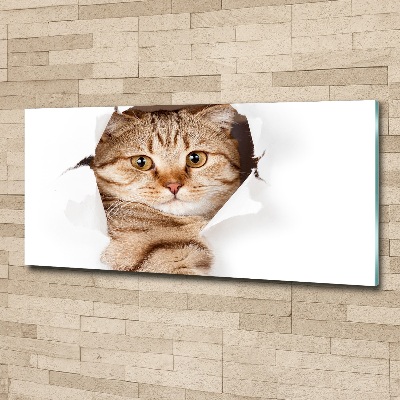 Acrylic print Cat