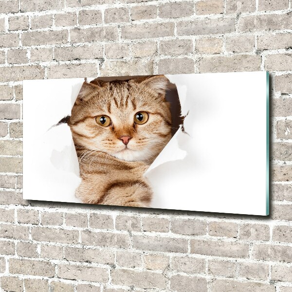 Acrylic print Cat