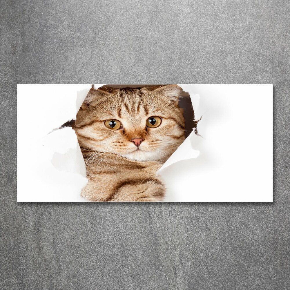 Acrylic print Cat