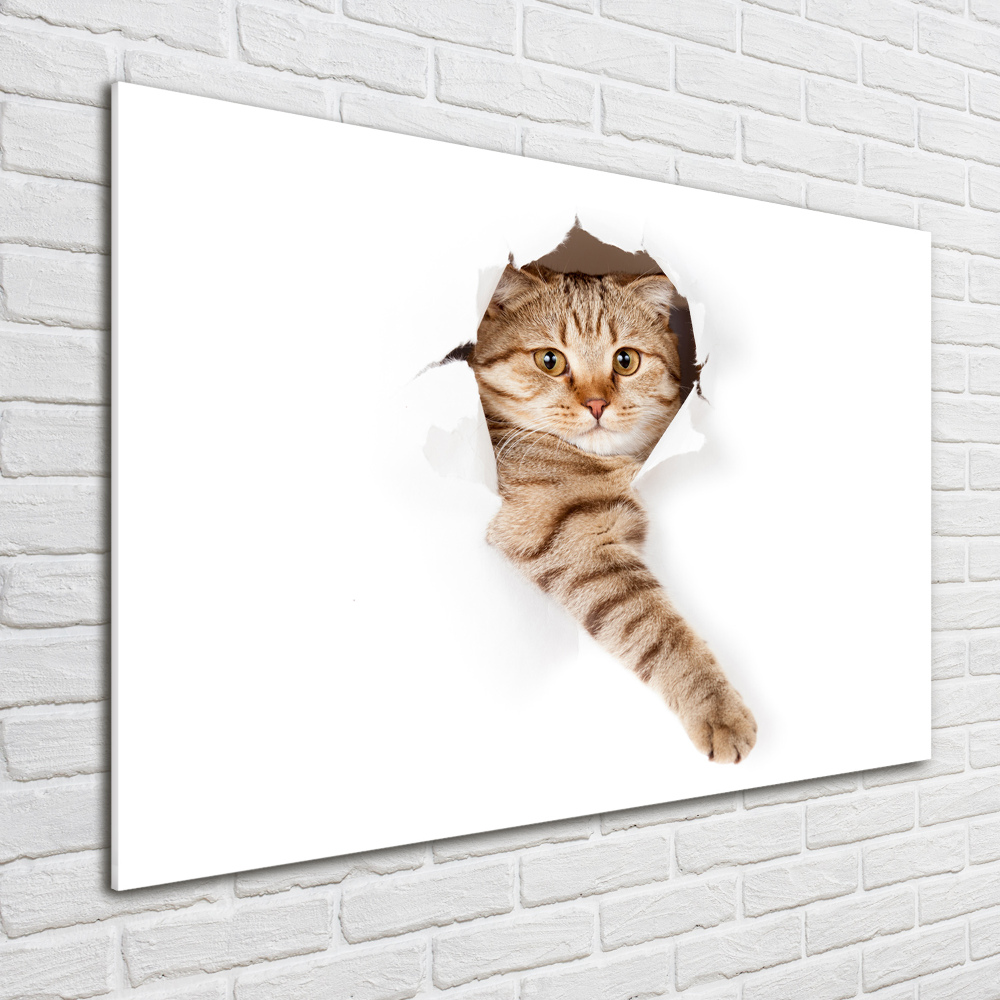 Acrylic print Cat