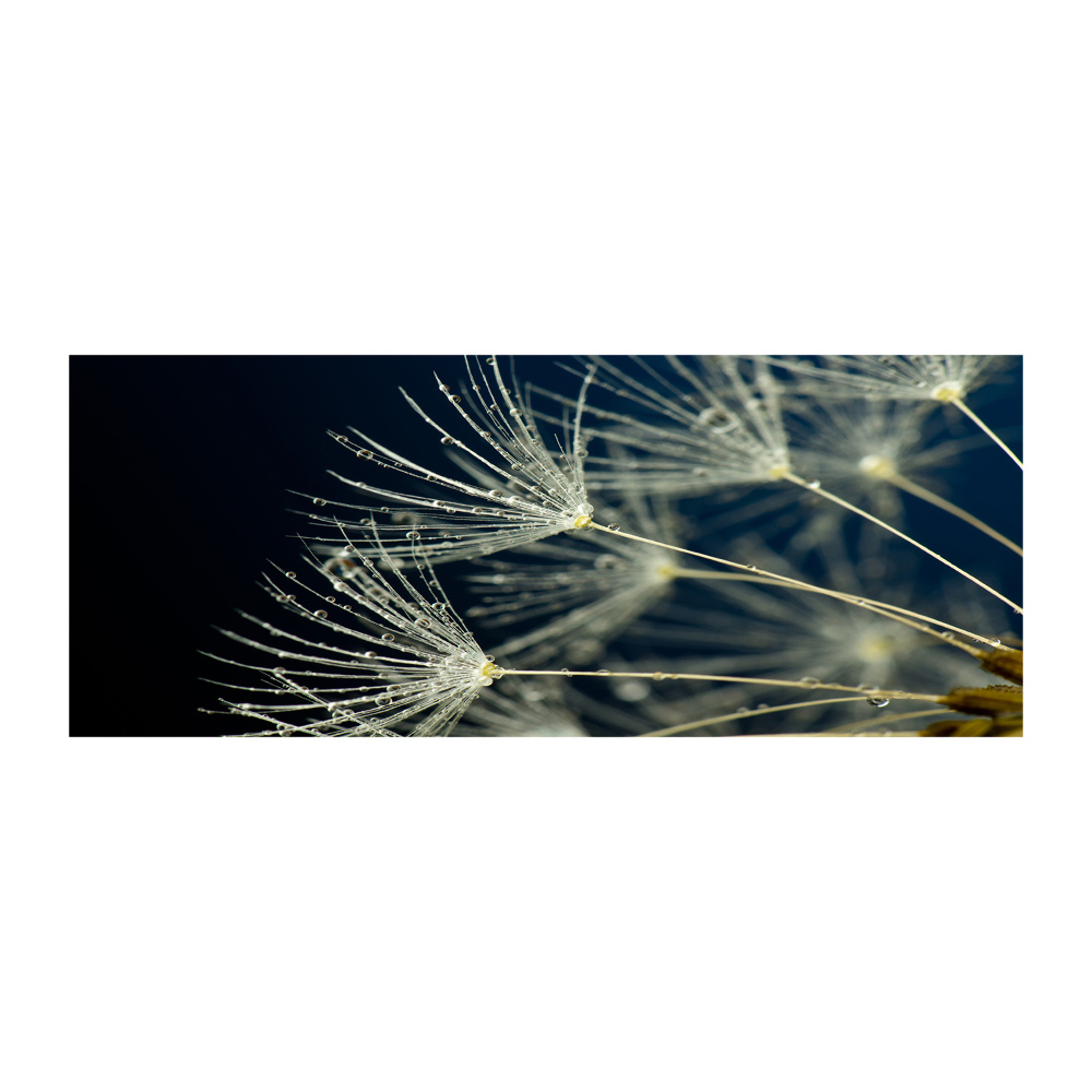 Print on acrylic Dandelion seeds