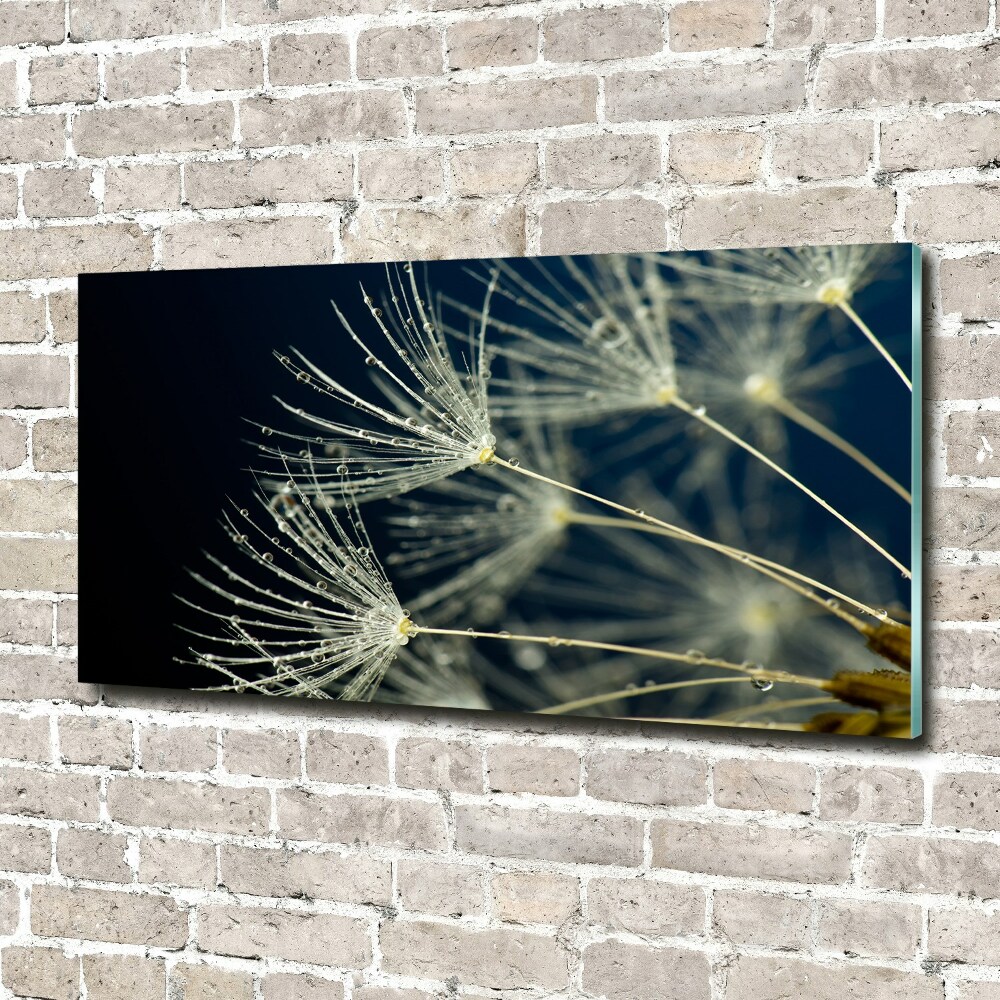 Print on acrylic Dandelion seeds