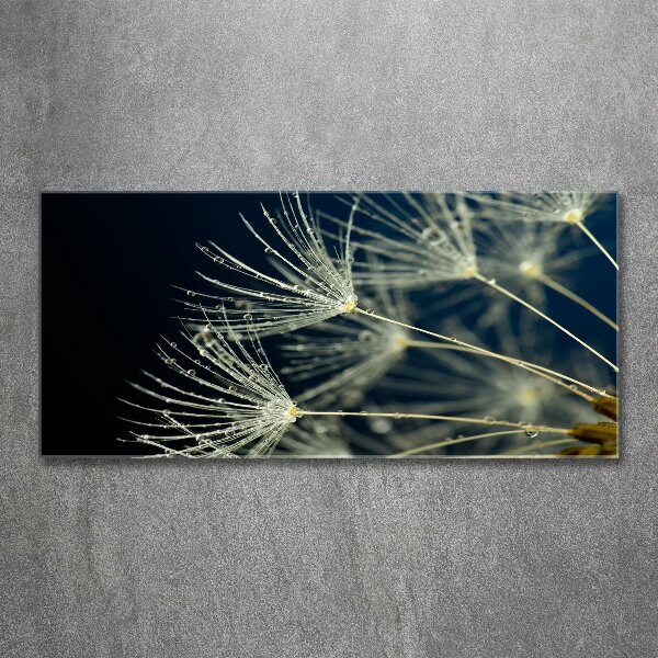 Print on acrylic Dandelion seeds