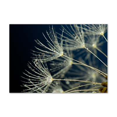 Print on acrylic Dandelion seeds