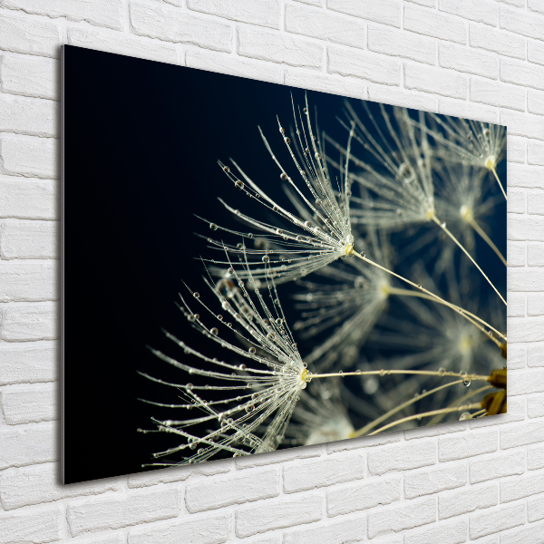 Print on acrylic Dandelion seeds