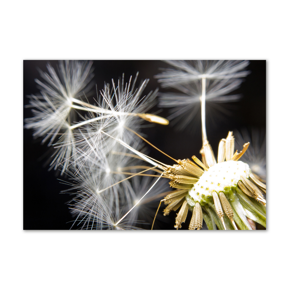 Wall art acrylic Dandelion seeds