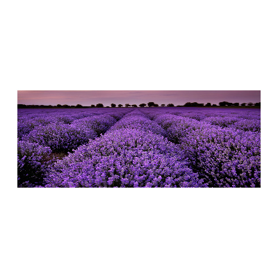 Acrylic wall art Lavender field