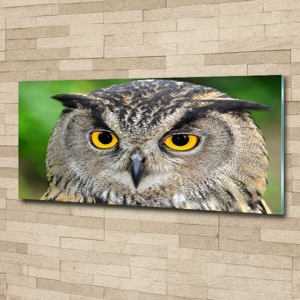 Acrylic wall art Owl