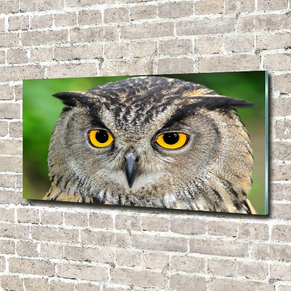 Acrylic wall art Owl