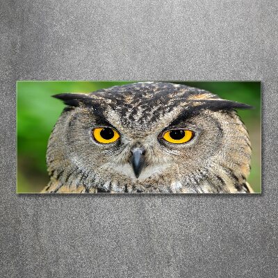 Acrylic wall art Owl