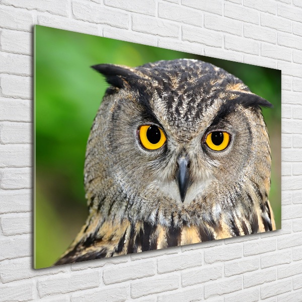 Acrylic wall art Owl