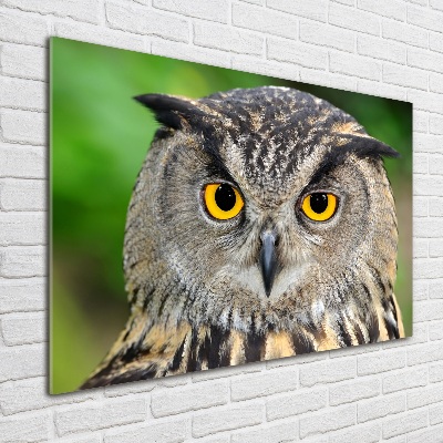 Acrylic wall art Owl