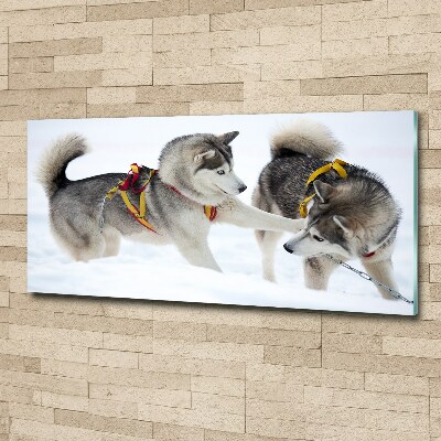 Acrylic print Husky in winter