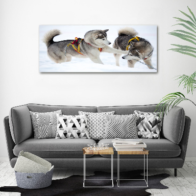 Acrylic print Husky in winter