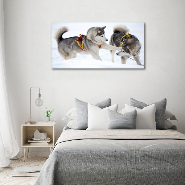 Acrylic print Husky in winter