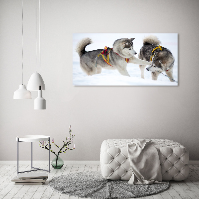 Acrylic print Husky in winter