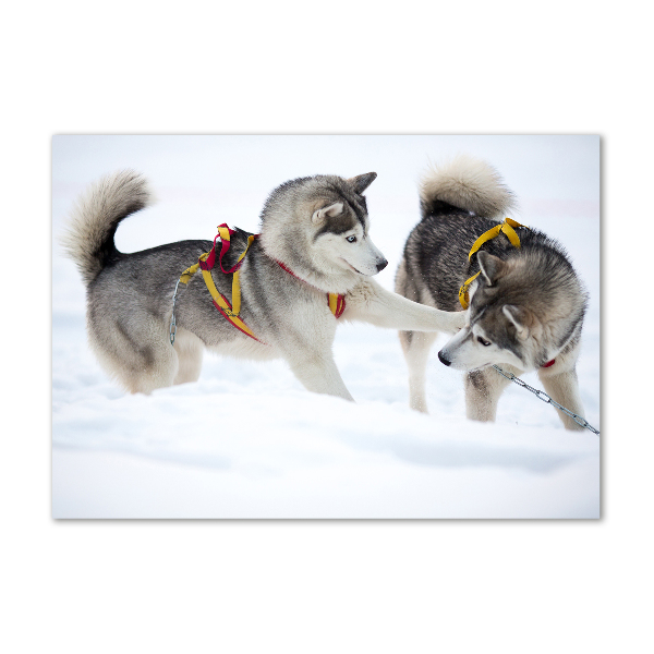 Acrylic print Husky in winter