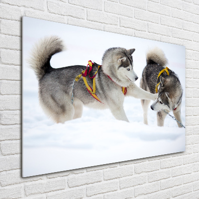 Acrylic print Husky in winter