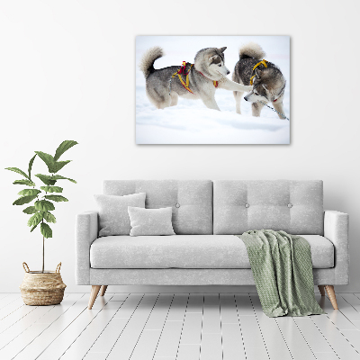 Acrylic print Husky in winter