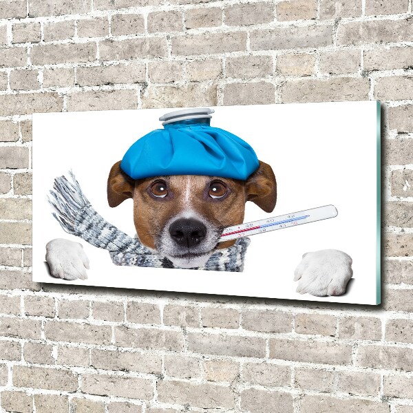 Acrylic print Sick dog