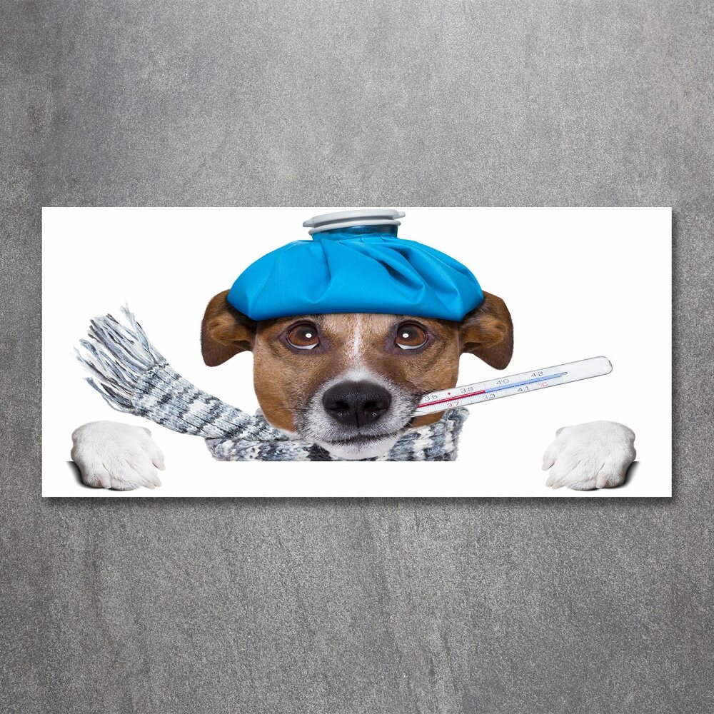 Acrylic print Sick dog