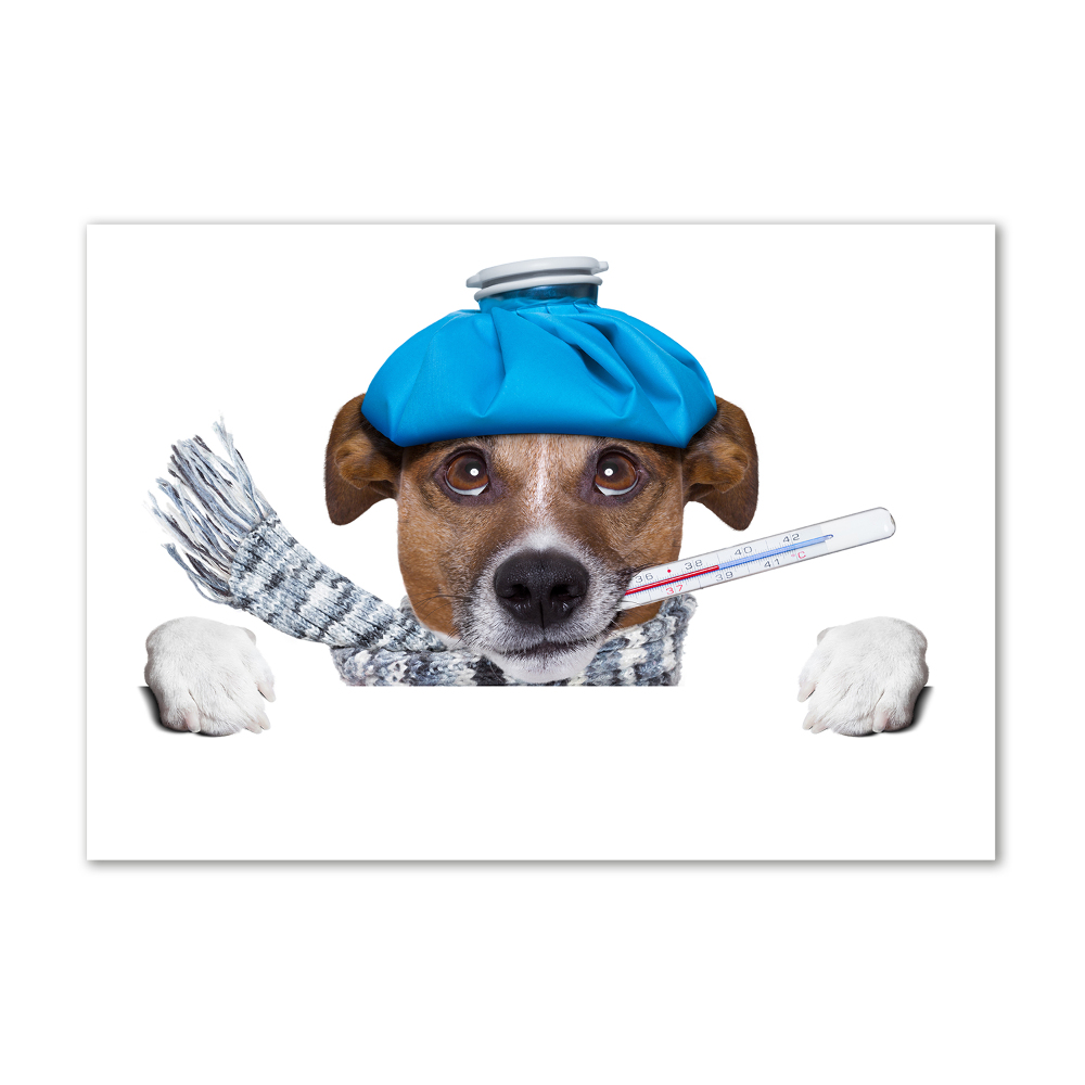 Acrylic print Sick dog