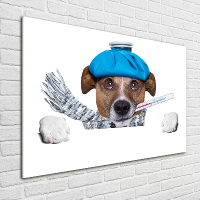 Acrylic print Sick dog