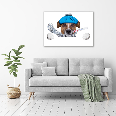 Acrylic print Sick dog