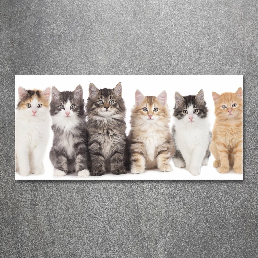 Glass acrylic wall art Six cats