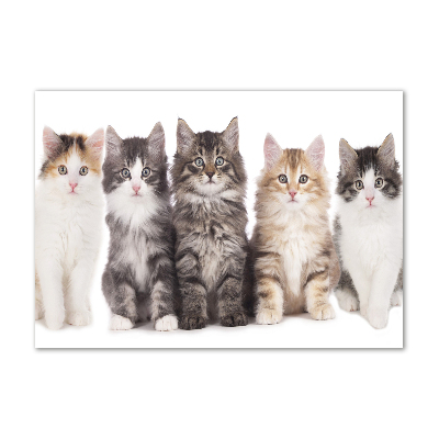 Glass acrylic wall art Six cats