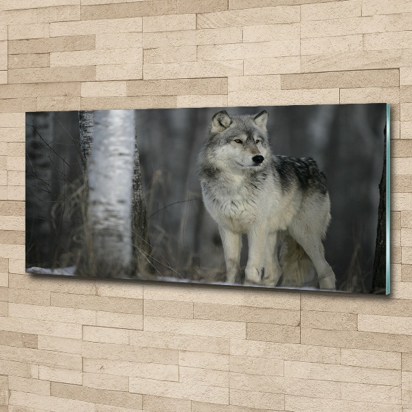 Glass acrylic wall art Gray wolf