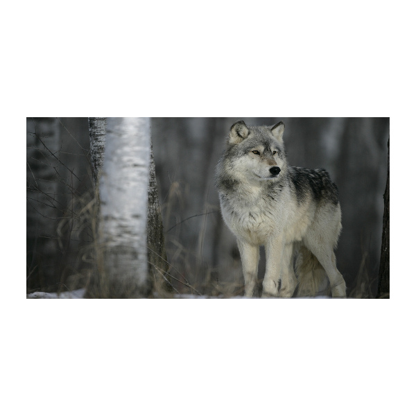 Glass acrylic wall art Gray wolf