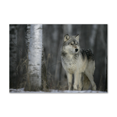 Glass acrylic wall art Gray wolf