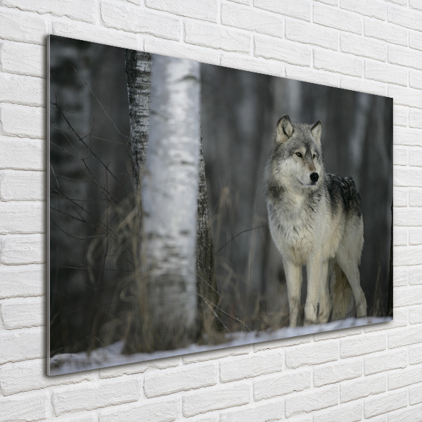 Glass acrylic wall art Gray wolf