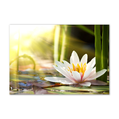 Wall art acrylic water lily