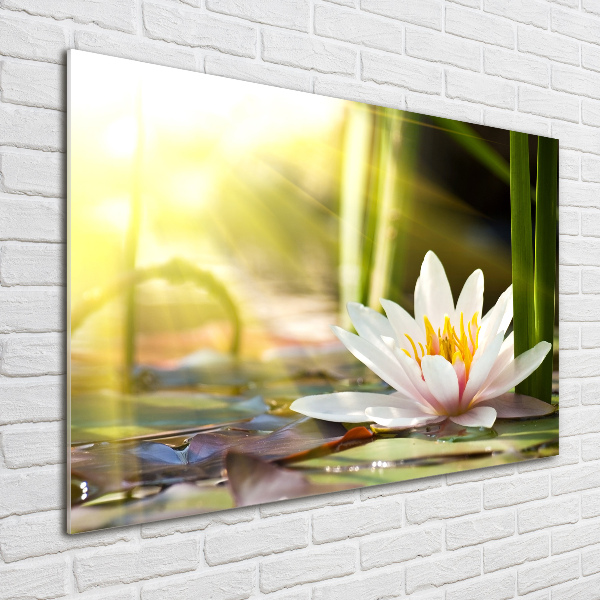 Wall art acrylic water lily