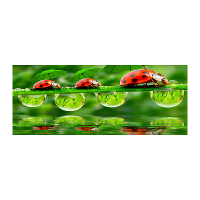 Acrylic print Ladybugs