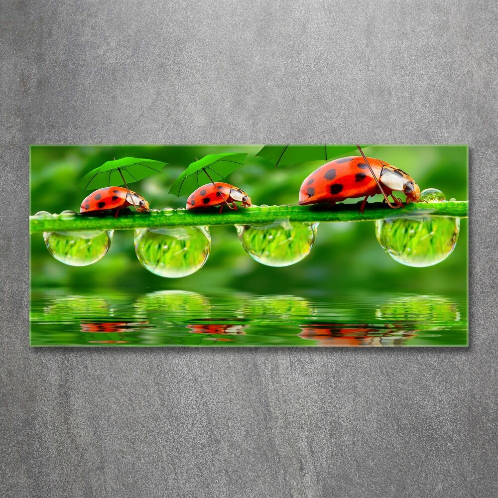 Acrylic print Ladybugs