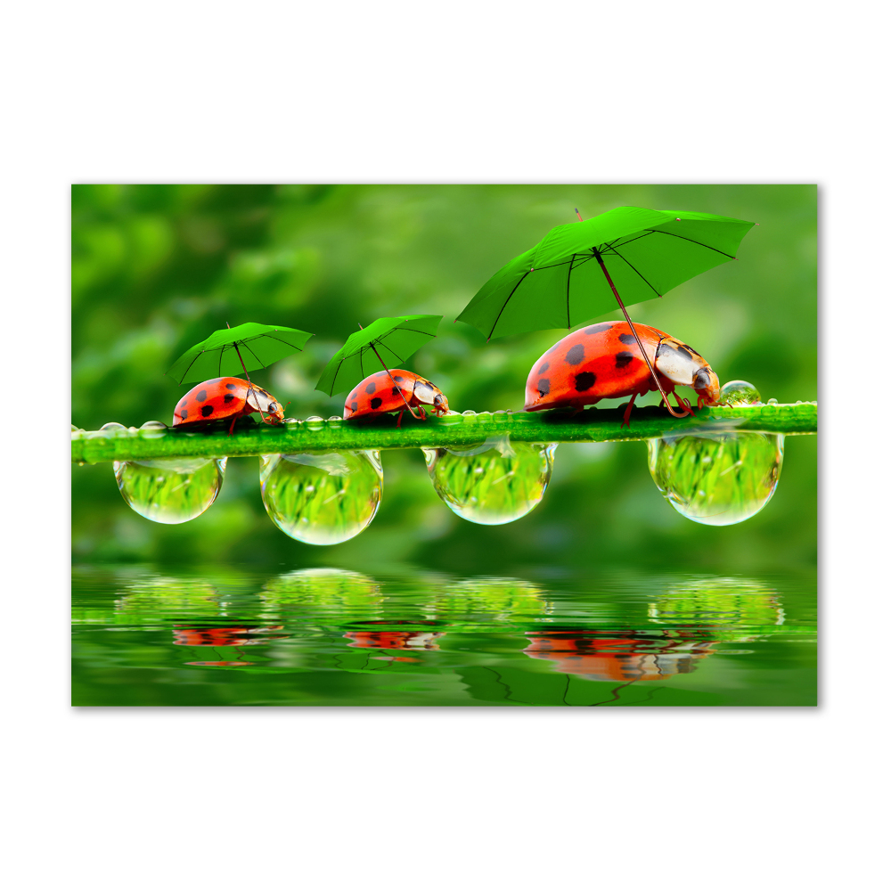 Acrylic print Ladybugs