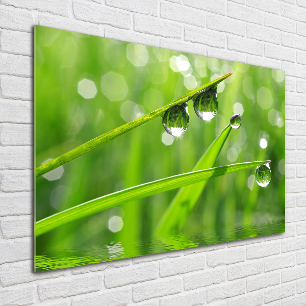 Acrylic wall art Drops on the grass