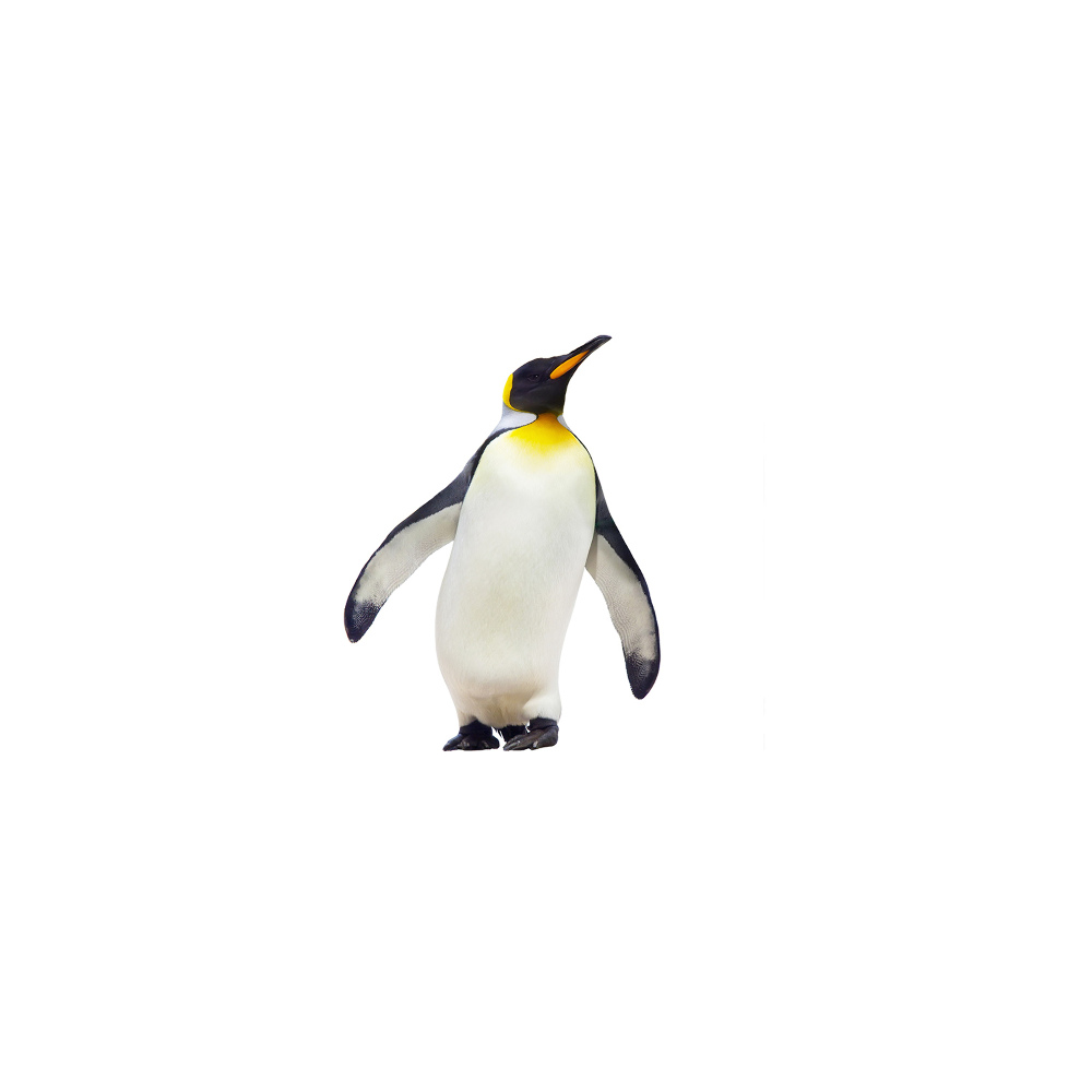 Glass acrylic wall art Penguin