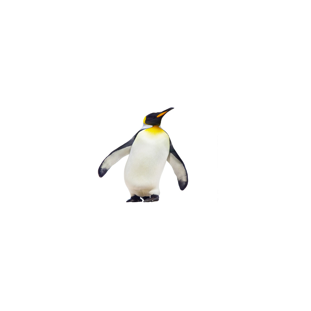 Glass acrylic wall art Penguin