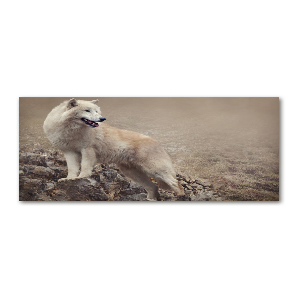 Glass acrylic wall art White wolf on the rock