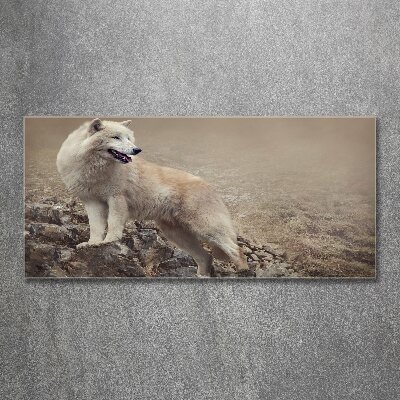 Glass acrylic wall art White wolf on the rock